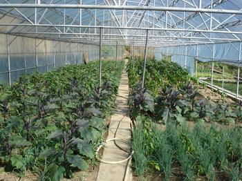 鍍鋅方矩管應用案例之大連金田農業溫室科技有限公司